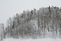 Ice and rime covered trees Royalty Free Stock Photo