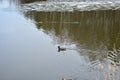 Ice on the river. Ducks swim in the pond. The forest is reflected in the water. Herbs