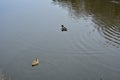 Ice on the river. Ducks swim in the pond. The forest is reflected in the water. Herbs