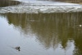 Ice on the river. Ducks swim in the pond. The forest is reflected in the water. Herbs