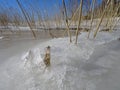 Reeds are waiting the spring to come Royalty Free Stock Photo