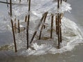 Reeds are waiting the spring to come Royalty Free Stock Photo