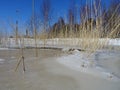 Reeds are waiting the spring to come Royalty Free Stock Photo