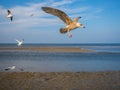 Ice seagull herring gull approaching Royalty Free Stock Photo