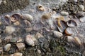 Ice on shells at Silver Sands beach, Milford, Connecticut. Royalty Free Stock Photo