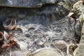 Ice on shells at Silver Sands beach, Milford, Connecticut. Royalty Free Stock Photo