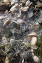 Ice on shells at Silver Sands beach, Milford, Connecticut. Royalty Free Stock Photo