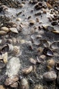 Ice on shells at Silver Sands beach, Milford, Connecticut. Royalty Free Stock Photo