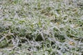 Ice slick. Green grass covered with ice. The concept of adverse weather in winter