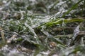 Ice slick. Green grass covered with ice. Concept of adverse weather.Winter season