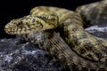 Dice snake, Natrix tessellata Royalty Free Stock Photo