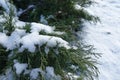 Ice and snow on branch of juniper Royalty Free Stock Photo