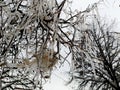 Ice and snow on on a branch after a sleet in Moscow suburbs Royalty Free Stock Photo