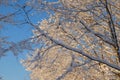 Ice and Snow covered bare tree branches during early morning sun Royalty Free Stock Photo