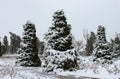 Ice and snow covered evergreen trees against a winter sky Royalty Free Stock Photo