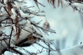 Ice and Snow Covering the Branches and Leaves on a Japanese Maple Tree Royalty Free Stock Photo