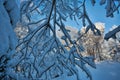 Ice and Snow Decorate Magnolia Branches