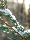 Ice and snow on juniper branches in winter.