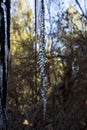 ice stalagtites formed in a natural waterfall Royalty Free Stock Photo