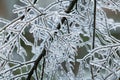 Ice Storm Royalty Free Stock Photo