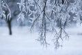 Ice Storm Royalty Free Stock Photo