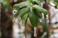 Ice Storm in the Brink of Spring