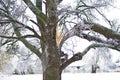 Ice Storm Damage Royalty Free Stock Photo