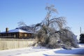 Ice Storm - December 22, 2013 Southern Ontario Royalty Free Stock Photo