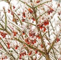 Ice storm  frozen covered Burning Bush branches Royalty Free Stock Photo