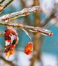 Ice storm  frozen covered Burning Bush buds Royalty Free Stock Photo