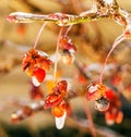 Ice storm  frozen covered Burning Bush buds Royalty Free Stock Photo