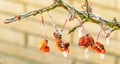 Ice storm  frozen covered Burning Bush buds Royalty Free Stock Photo