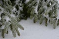 Frozen pine branches
