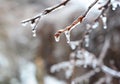 Ice storm weather. A close-up of a frozen fruit tree branch covered with ice after the ice storm Royalty Free Stock Photo
