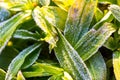 Ice structure on plants