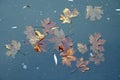 Ice on the surface of the pond. Fallen leaves are frozen in ice. December. Early winter without snow.