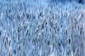 Ice texture, macro, blue broken cold the background Royalty Free Stock Photo