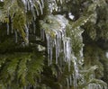 Ice thuja