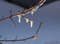 Ice on a tree branch during the spring thaw