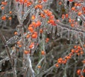 Ice covered tree branches with red berries Royalty Free Stock Photo