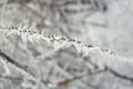 Ice on a tree Royalty Free Stock Photo