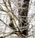 Ice on tree