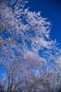 Ice trees 2 Royalty Free Stock Photo