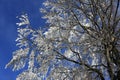 Ice on the trees, winter landscape, ÃÂ½eleznÃÂ¡ Ruda, Czech Republic