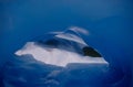 Ice tunnel on Fox Glacier Royalty Free Stock Photo