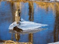 The ice on the puddle, the grass under the ice, the ice on the water in early spring