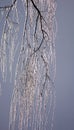 Ice on Weeping Willow Branches Royalty Free Stock Photo