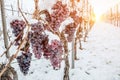 Ice wine. Wine red grapes for ice wine in winter condition and snow Royalty Free Stock Photo