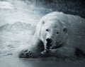 IceBear Royalty Free Stock Photo