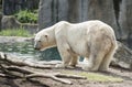 Icebear Royalty Free Stock Photo